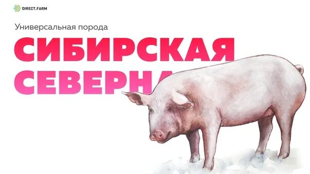 Сибирский северный. Сибирский северный. Сибирский северный. Порода свиней сибирская белая. Сибирский северный.