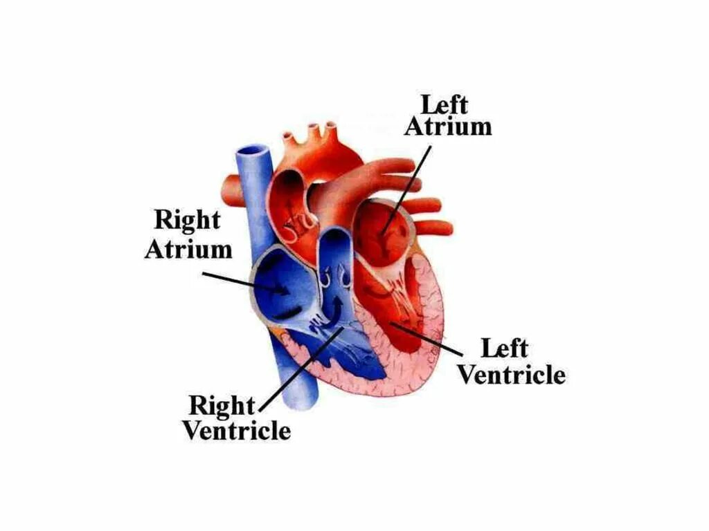 Cardiac arrest перевод. The heart is the first. Heart. The heart is the first. The right side of the heart pumps the blood _____ the heart ______ the lungs.