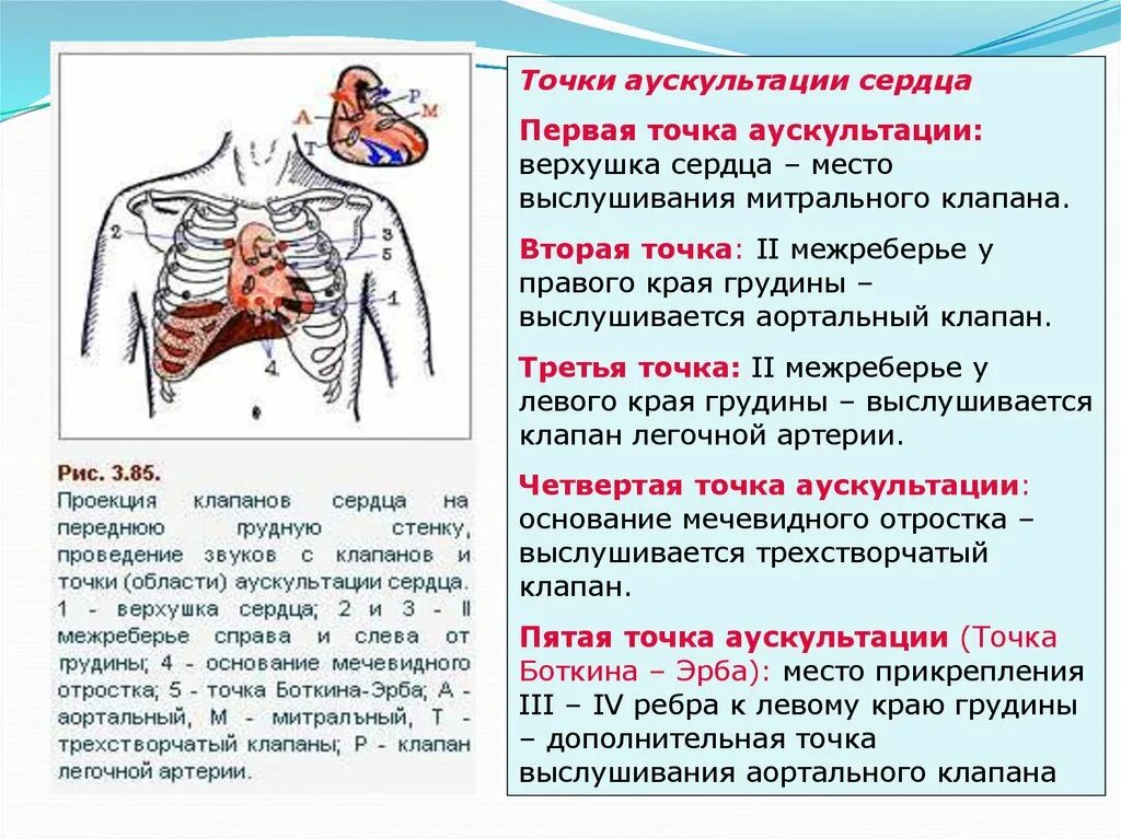 Точки выслушивания сердца 5 точек. Аускультация сердца точка Боткина. Точки аускультации клапанов сердца. Точки выслушивания клапанов сердца у детей.