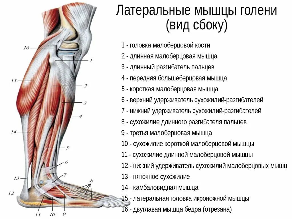 Сколько лодыжек на ноге - найдено 90 картинок