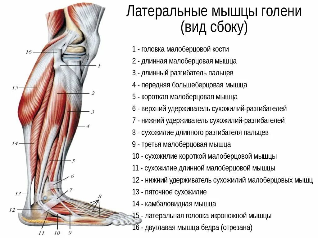 Почему ногу назвали ногой. Мышцы нижних конечностей сбоку. Мышцы нижней конечности вид сбоку. Нижняя конечность мышцы голени вид сбоку.