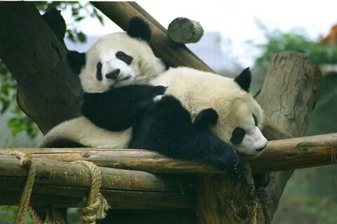 Panda s