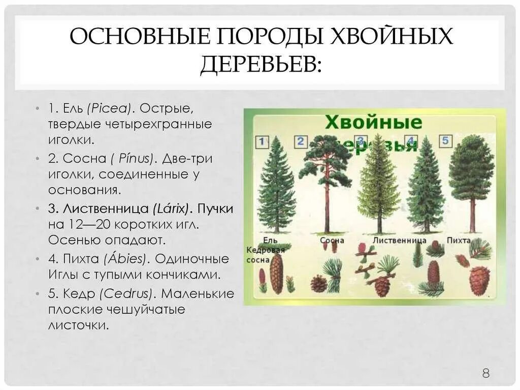Пять пихт задача более легче