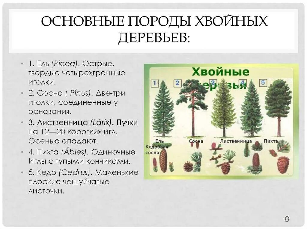 Значение хвойного леса. Хвойные породы деревьев. Типы хвойных деревьев. Определяем хвойные деревья. Хвойные деревья параметры.