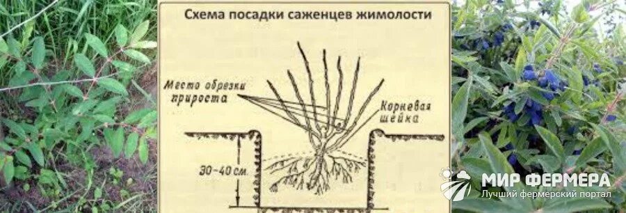 Жимолость сажают на расстоянии. Жимолость посадка корневая. Схема посадки жимолости. Схема посадки жимолости съедобной. Строение куста жимолости.