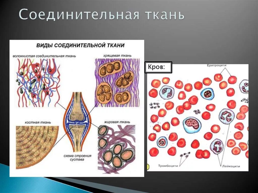 Какие органы входят в соединительную ткань. Виды соединительной ткани человека рисунок. Соединительная ткань 7 класс биология. Соединительная ткань биология 8 класс. Соединительная ткань животных и человека.