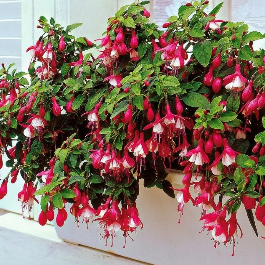 Free Images : blossom, flower, petal, bloom, botany, pink, close, flora, shrub, 