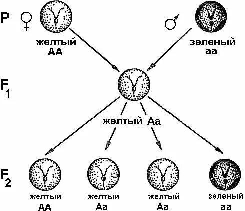 закономерности изменчивости организмов наука. чистые линии в генетике это. линия в генетике это. родословная генетика пробанд. чистая линия генетика.