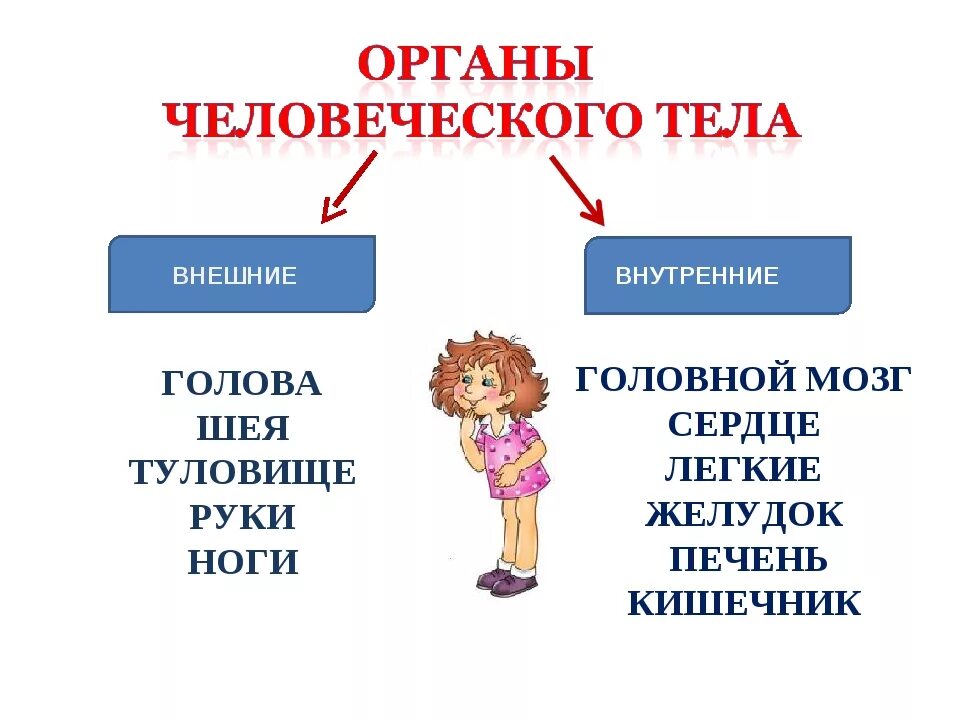 Окружающий мир 2 класс тела человека. Внешние органы человека. Внутренние и внешние органы. Конспект урока организм человека. Конспект органы человека.