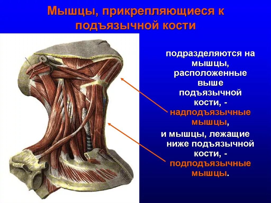 Выше расположенный. Мышцы шеи прикрепляющиеся к подъязычной кости. Мышцы шеи лежащие выше подъязычной кости. Надподъязычные мышцы шеи анатомия. Мышцы шеи ниже подъязычной кости.