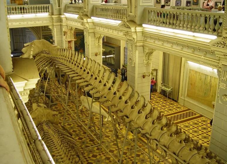 музей зоологического института ран. зоологический узей питер. питер зоологический. питер зоологический. зоологический музей санкт-петербург.