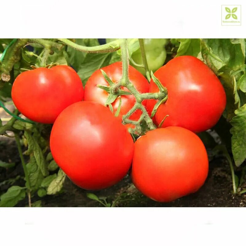 Помидор катрин. Томат куманек f1. Томат катрина f1. Томат катрина f1. Томат катрина f1 престиж.