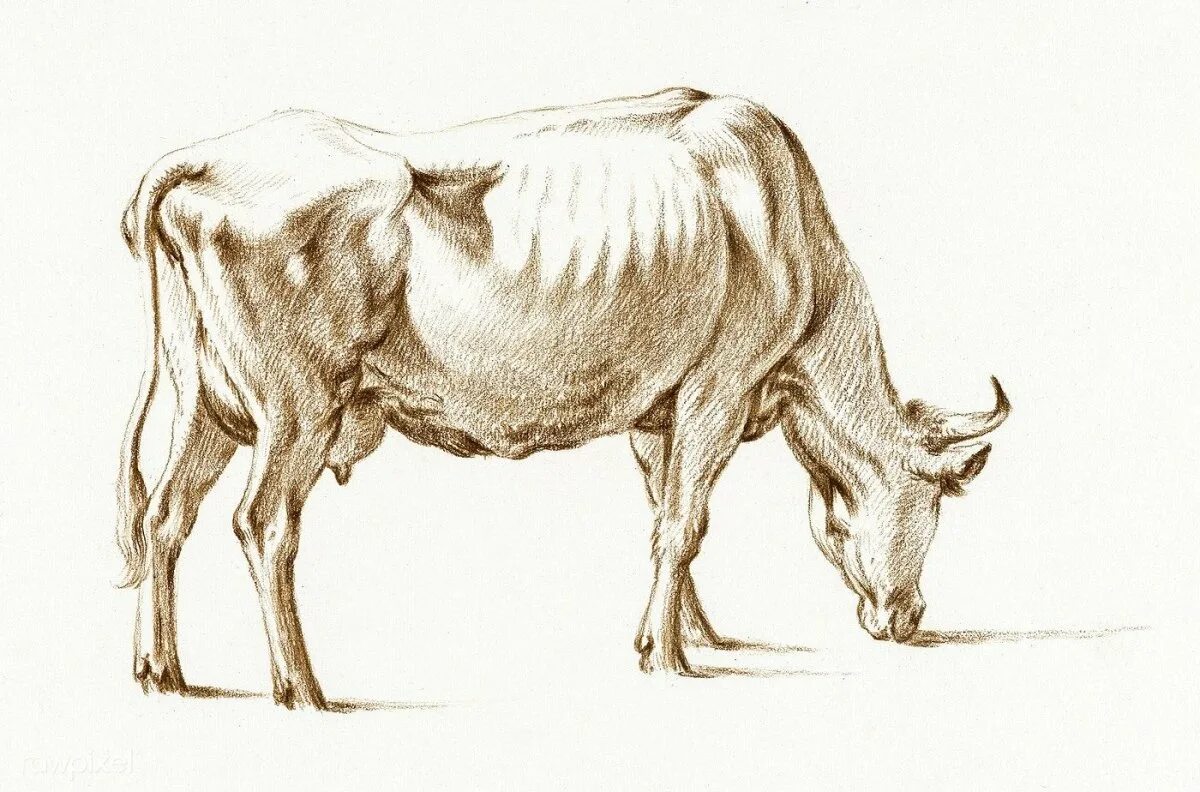 Карандашный набросок 5 букв сканворд. Корова зарисовка. Корова набросок карандашом. Корова скетч. Зарисовка коровы карандашом.