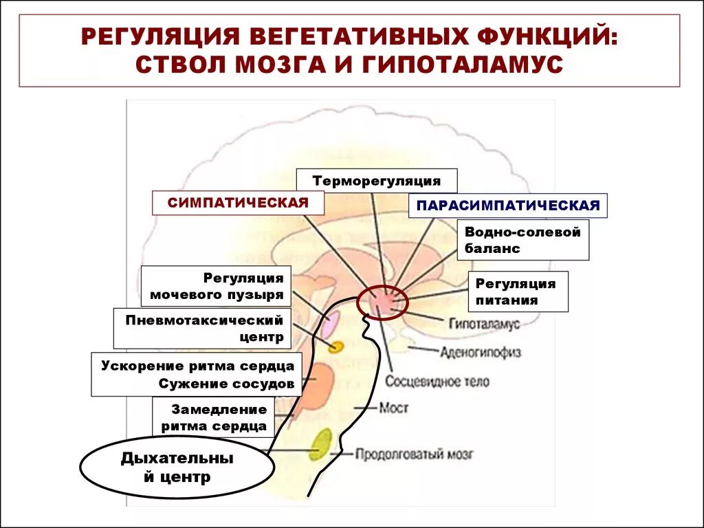 Центры регуляции вегетативных функций. Регуляция вегетативной нервной системы гипоталамусом. Центры вегетативной регуляции висцеральных функций.. Вегетативный отдел нервной системы головного мозга.