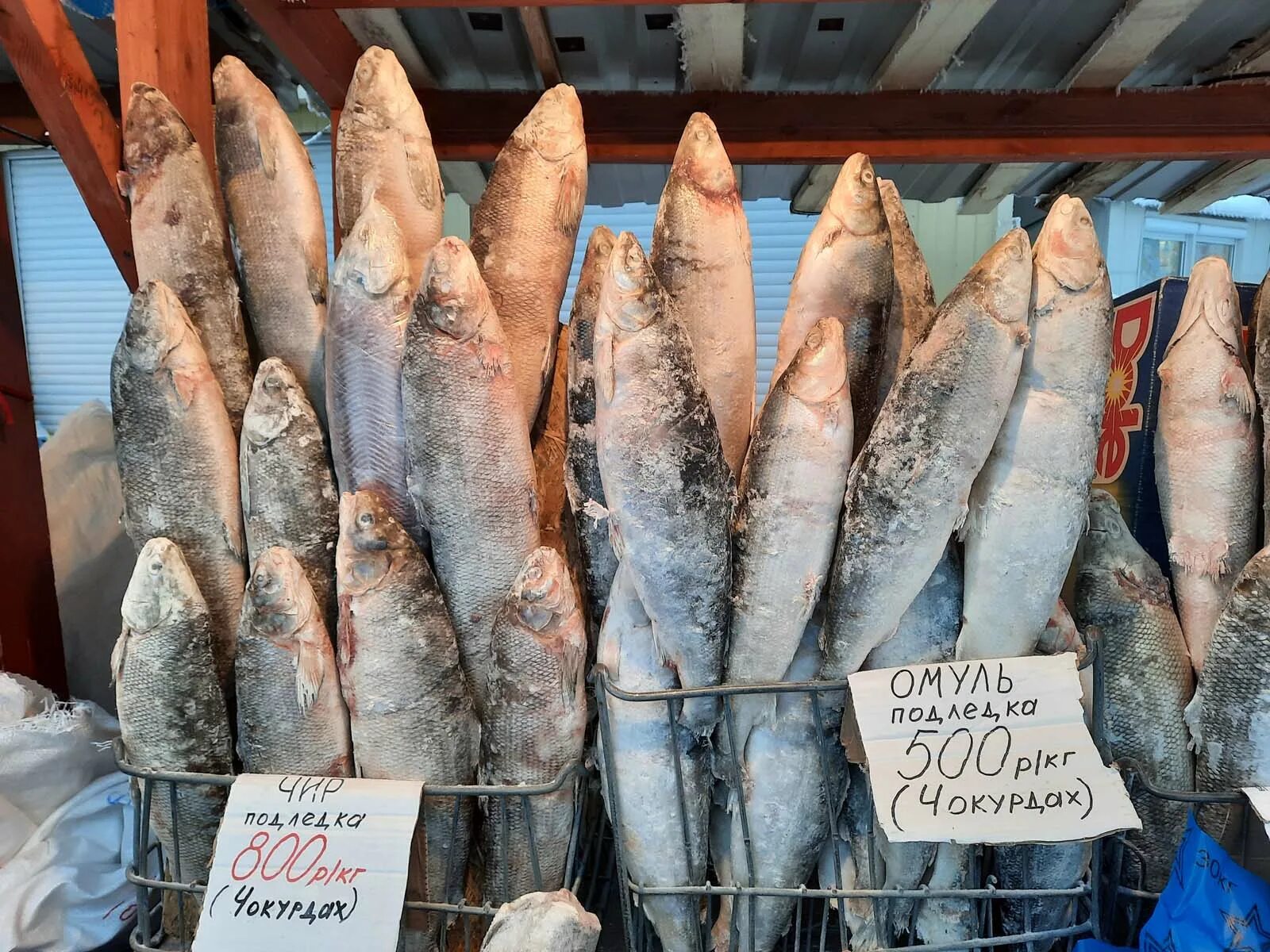 Якут рыба. Крестьянский рынок Якутск Нельма. Нельма рыба рынок Якутска. Крестьянский рынок Якутск рыба. Рыбный рынок в Якутске.
