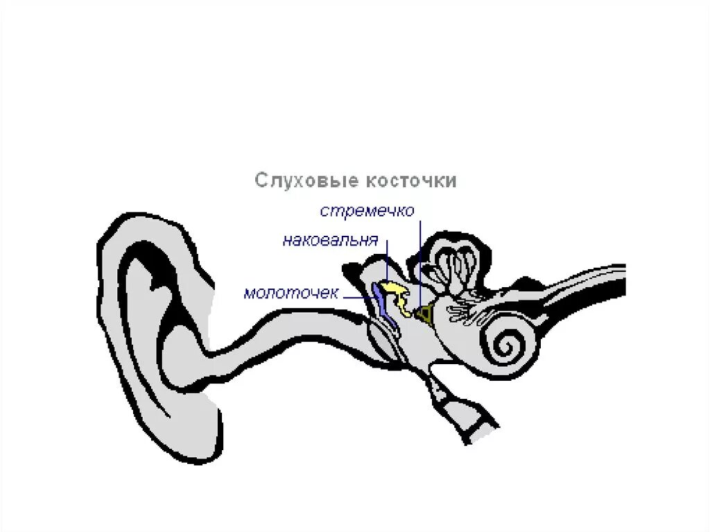 Слуховая косточка наковальня. Молоточек наковальня и стремечко кт. слуховые косточки схема. слуховые косточки уха схема.