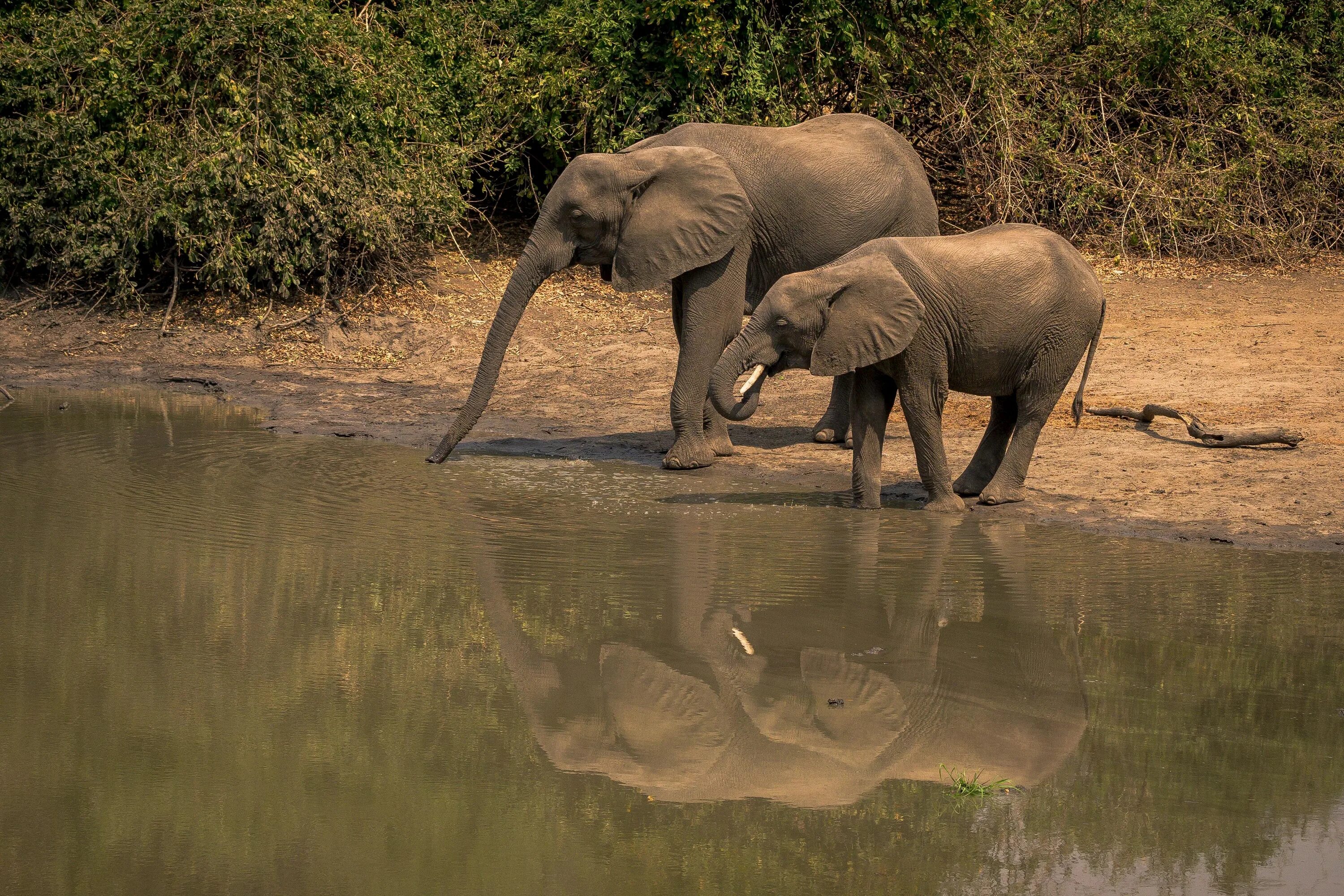 Two elephants. Слоны на водопое. Водопой животных. Водопой слонов. Животные на водопое.