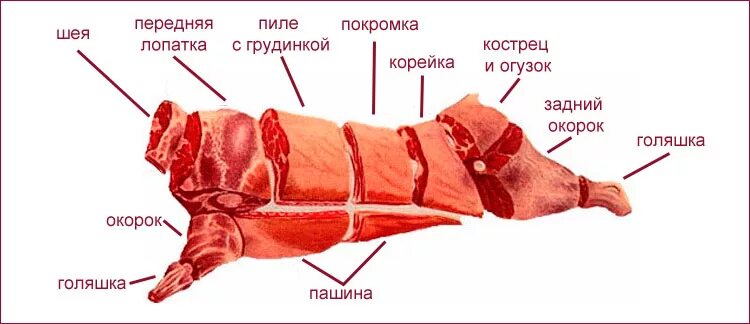 Классическая схема разруба говяжьей туши. Что такое туше. Схема разделки туш. Схема обработки говядины. Что такое туше.