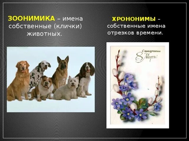 Имена собственные клички животных. Хрононимы. Зоонимика. Хрононимы примеры.