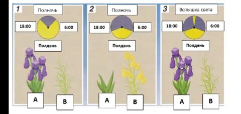 Растения длинного светового дня