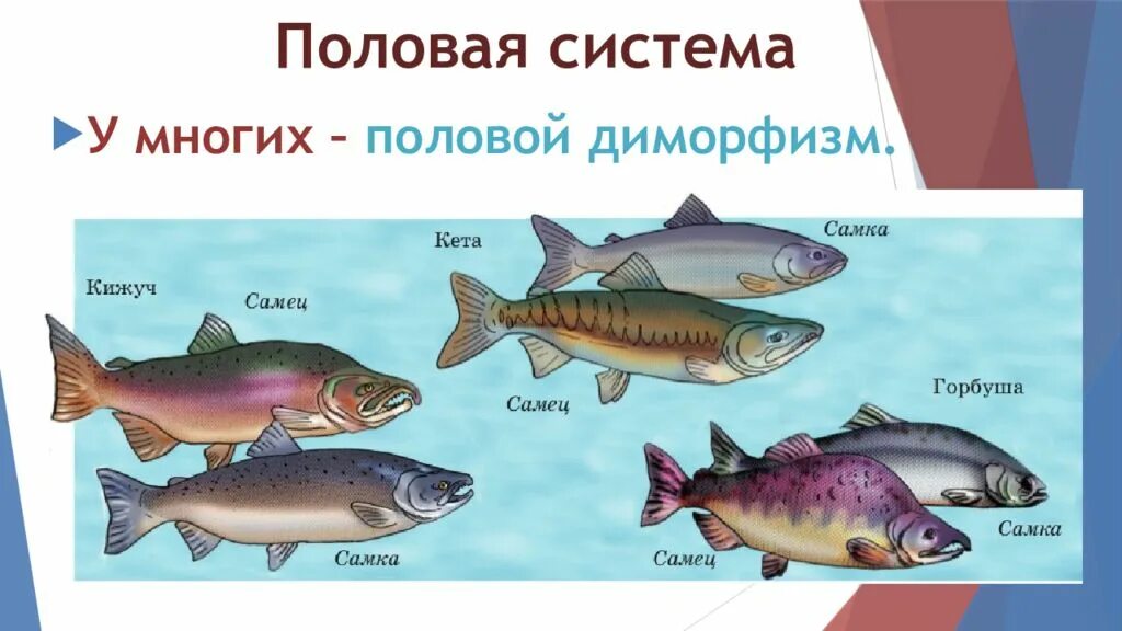 Как отличить рыбу. Половой диморфизм у рыб. Горбуша самка и самец. Кета самец и самка. Горбуша самка и самец отличие.