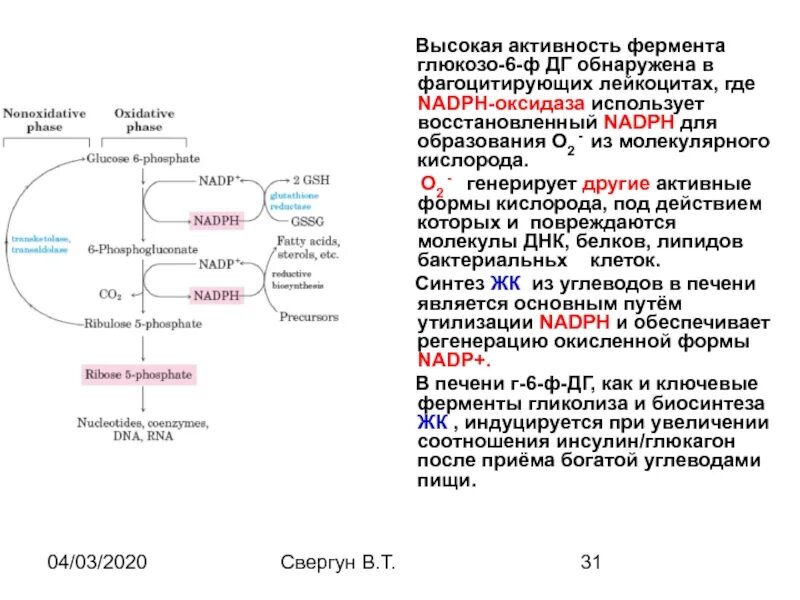 Ферменты глюконеогенеза. Глюконеогенез регуляторные ферменты. Регуляция глюконеогенеза биохимия. Глюконеогенез ключевые ферменты. Особенности метаболизма лейкоцитов биохимия.