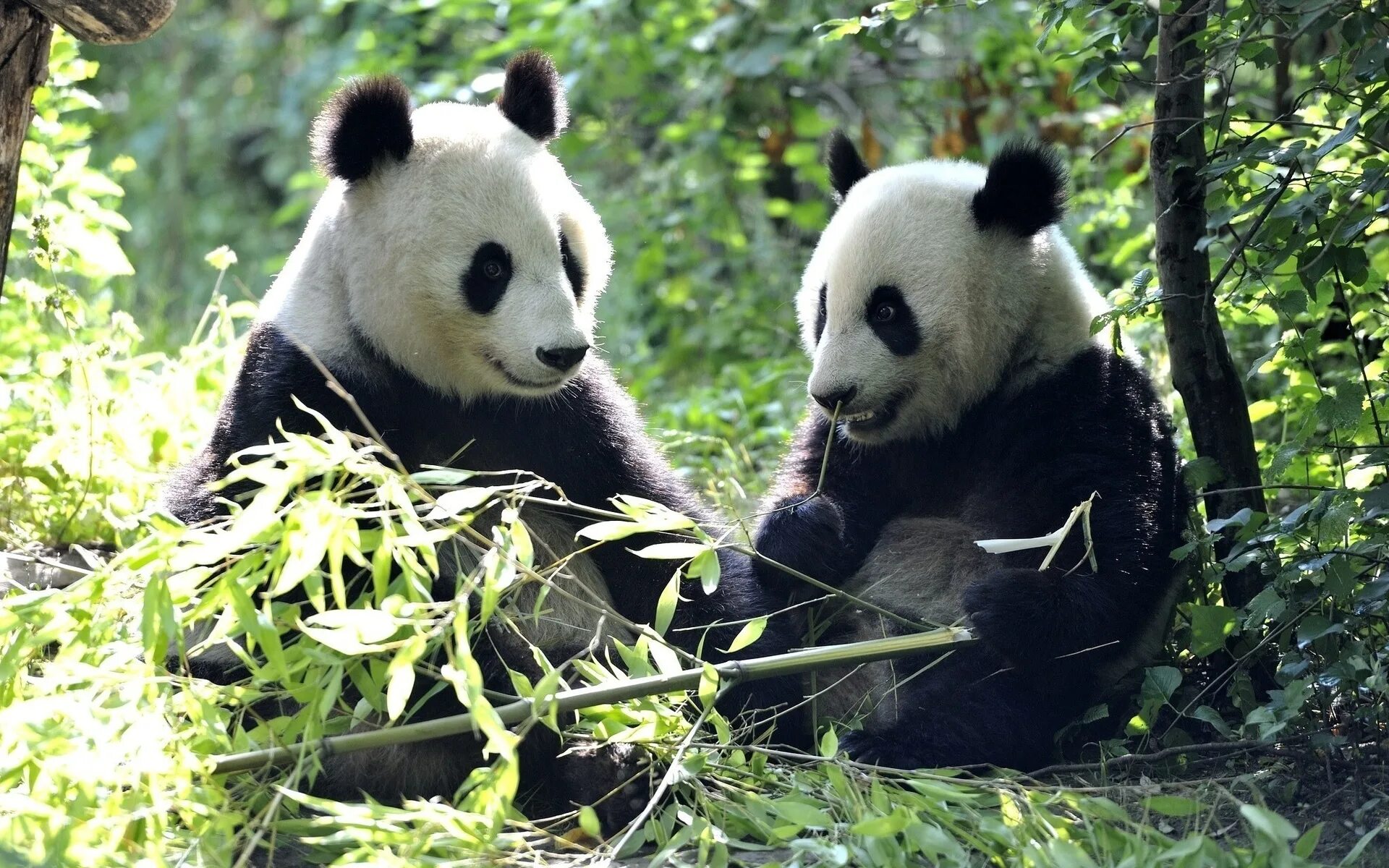 Панда бамбуковый медведь. Большая Панда или бамбуковый медведь. Большая бамбуковая Панда. Китай Панда бамбук. Большая панда медведь