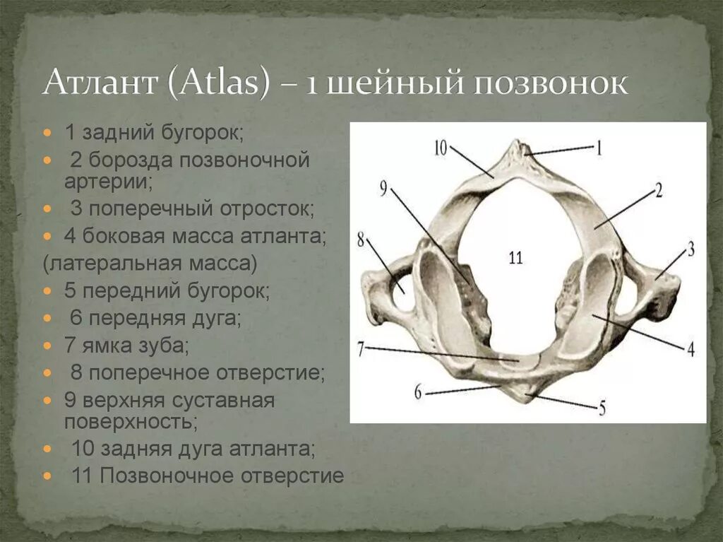 1 Шейный позвонок Атлант строение. Строение первого шейного позвонка Атланта. Атлант атлас 1 шейный позвонок. Строение 2 шейного позвонка Атланта. Характерные признаки шейного позвонка