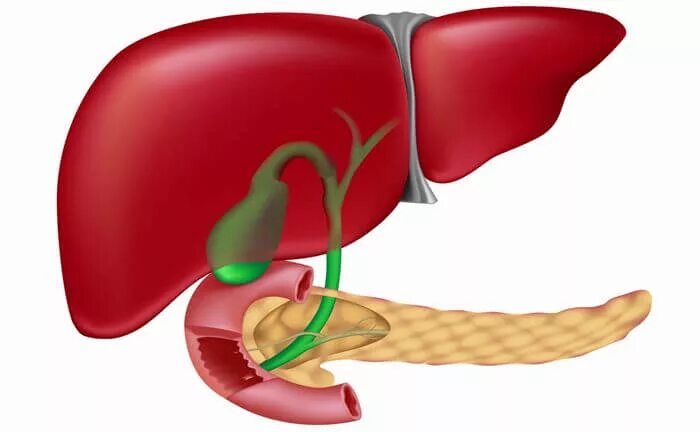Желудком почками печенью поджелудочной. Панкреатит желчного пузыря. Желчный пузырь и поджелудочная железа. Печень и желчный пузырь. Печень и поджелудочная железа.