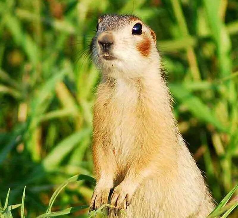 6 сусликов. Краснощекий суслик Алтайский край. Citellus erythrogenys. Большой суслик (Spermophilus Major). Краснощекий суслик красная книга.