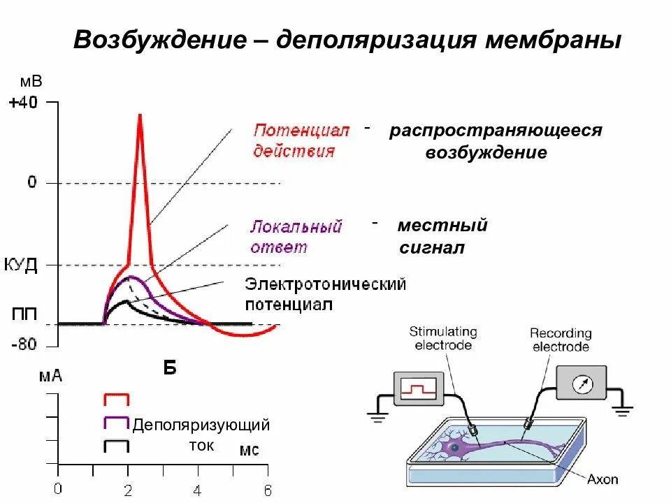 Деполяризация мембраны клетки. Мембранный потенциал деполяризация мембраны. Схема деполяризации мембраны механизм. Деполяризация мембраны потенциал действия. Деполяризация мембраны это.