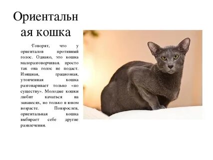 Рассмотрите фотографию кошки породы ориентальная выберите характеристики
