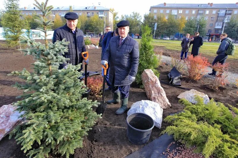 Посадка ели в Новосибирске мэр. Пересадка елей Первоуральск. Повторная пересадка ели. Козьмодемьянск белый дом администрация пересадили ели.