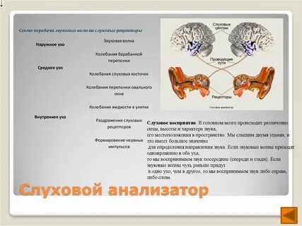 Слуховой анализатор презентация 8 класс биология пасечник