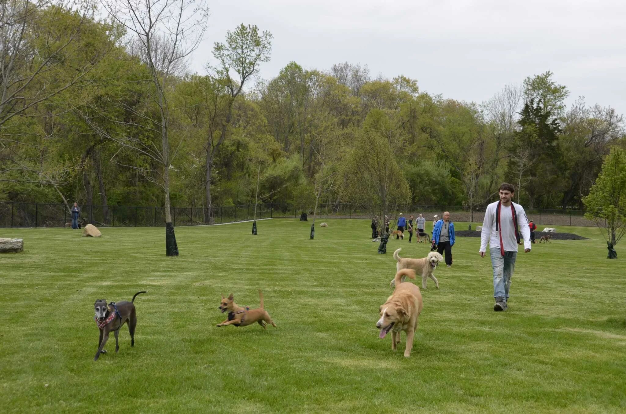 Дог парк в Хельсинки. Парки для собак. Парк для выгула собак. The dog likes the park