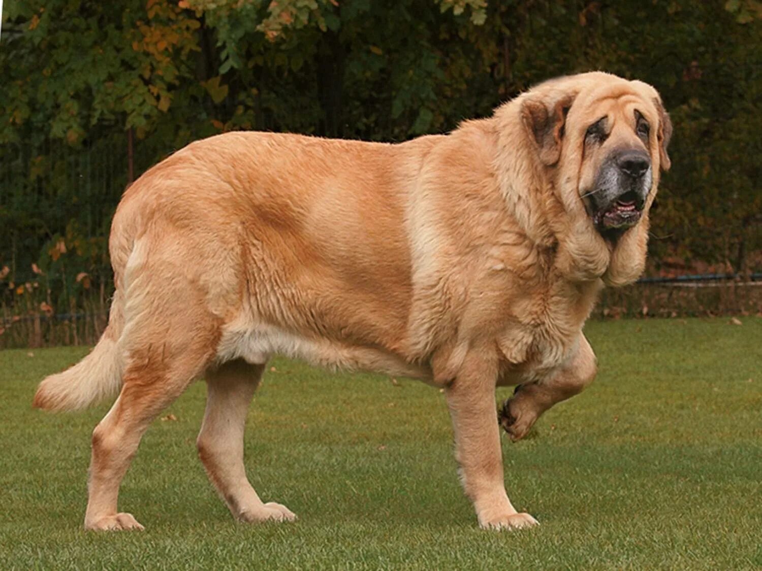 Самая большая собака название. Испанский мастиф. Испанский мастиф собака. Порода испанский мастиф. Мастиф Геркулес.