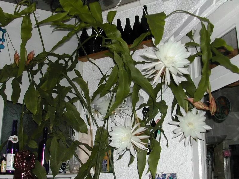 Цветок кома. Пуансеттия euphorbia pulcherrima. Луковичные тайланда. Антуриум мадурал. Хатиора рипсалидопсис.