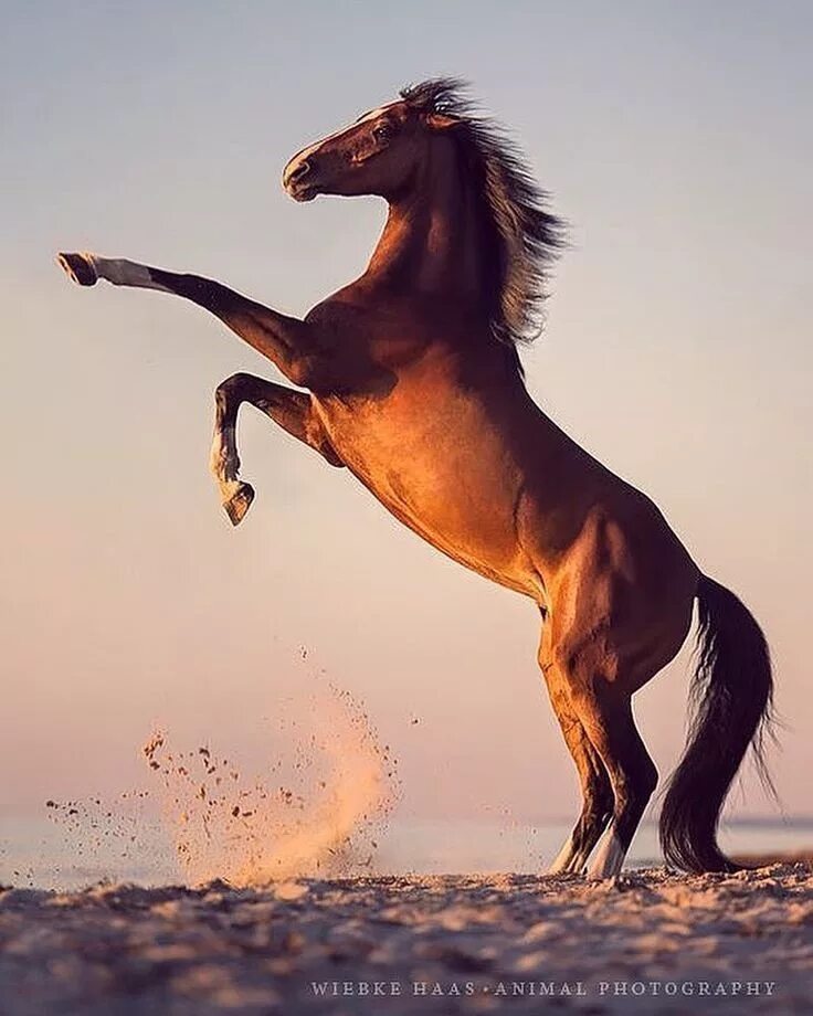 Убегающий конь. Мустанг отлар. Лошадь бежит. Конь скачет. Лошадь скачет.