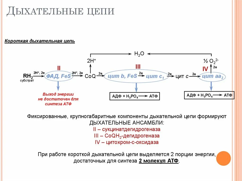 Схема укороченной дыхательной цепи. Дыхательная цепь митохондрий биохимия. Дыхательная цепь формула. Перечислите цитохромы дыхательной цепи митохондрий. Аэробное окисление веществ