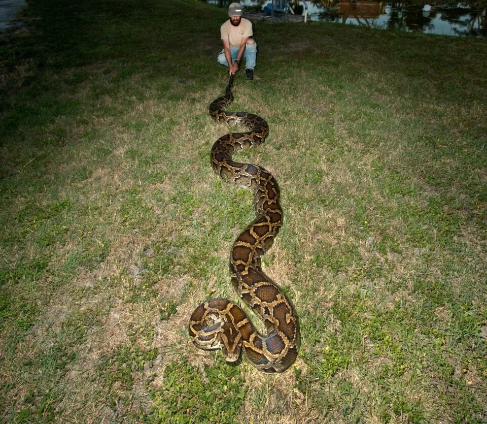 Large python