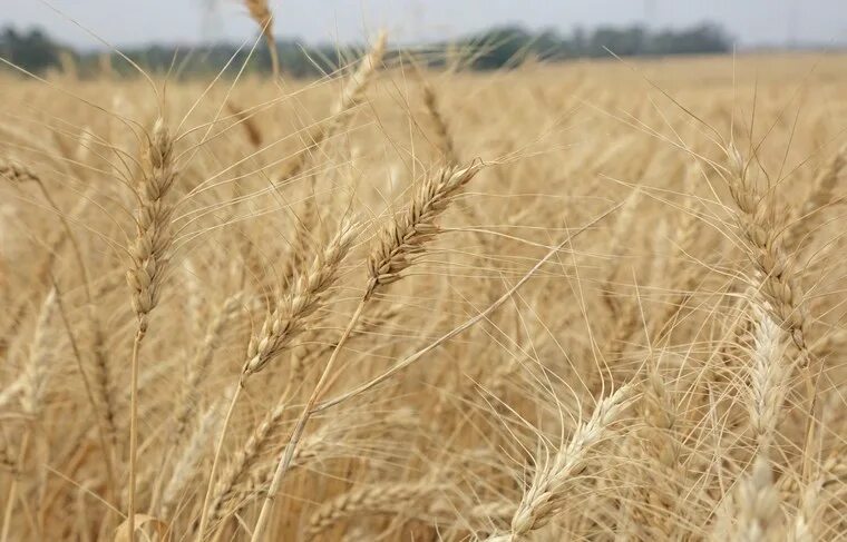 Эдуард зернин союз экспортеров. Урожай зерна 2022. Союз экспортеров зерна. Эдуард зернин союз экспортеров. Зерновой форум сочи.