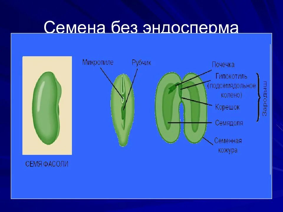 Эндосперм семени ели. Семя двудольного с эндоспермом. Строение семени без эндосперма. Семена без эндосперма. Эндосперм у двудольных.