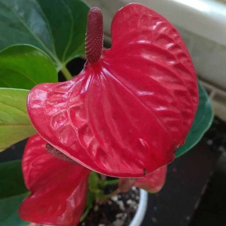 Антуриум сорт ред. Цветок антуриум красный. Антуриума динамит ред (dynamite red). Антуриум красный королевский. Антуриум казанова.