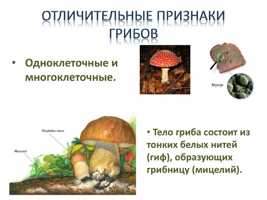 Плодовое тело гриба состоит из. Признаки грибов. Отличительные признаки грибов. Отличительные особенности грибов.