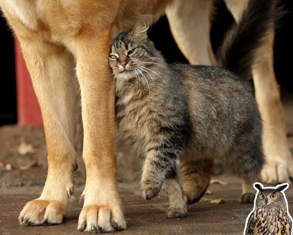 Кошка защищается. Кошка в испуге. Кошка несет котенка. Кошка в атаке. Два кота.