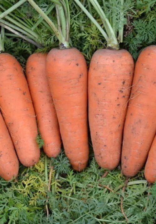 Морковь Бангор f1. Морковь Абако f1. Морковь св 7381. Морковь Садко,Шантанэ. Купить семена моркови абака