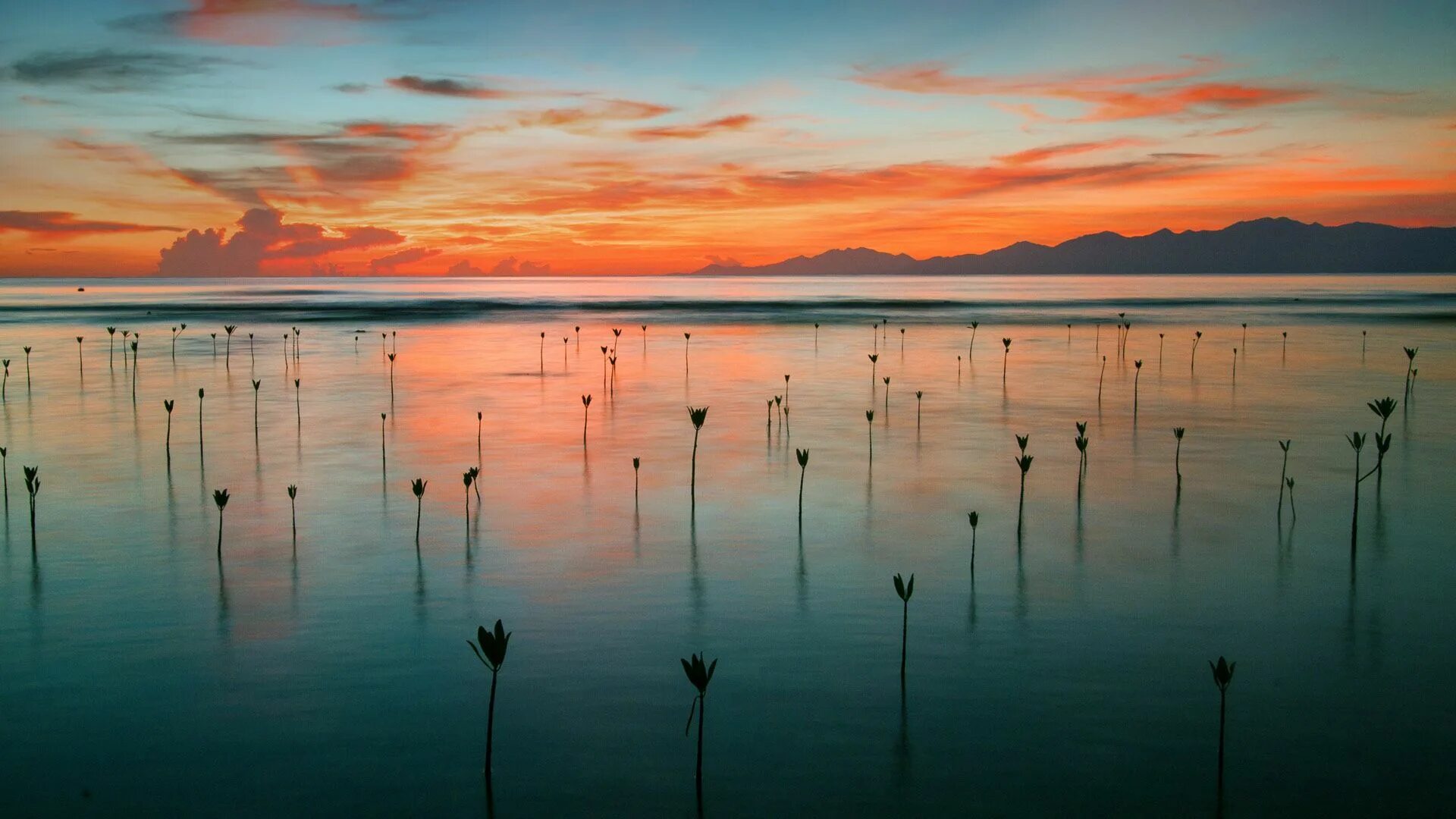 Bing dalle. Бинг фотографии. Bing обои на рабочий стол. Мангровый лес под водой. Бинг заставка.