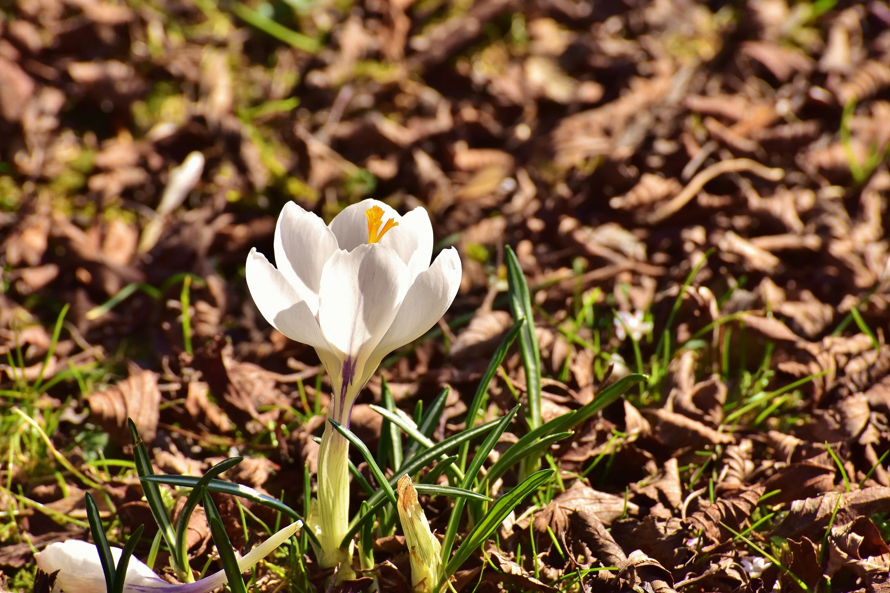Цветок ранний с белыми цветами. Крокус цветок белый. Дикий белый Крокус. Белые крокусы. Крокусы ранней весной.