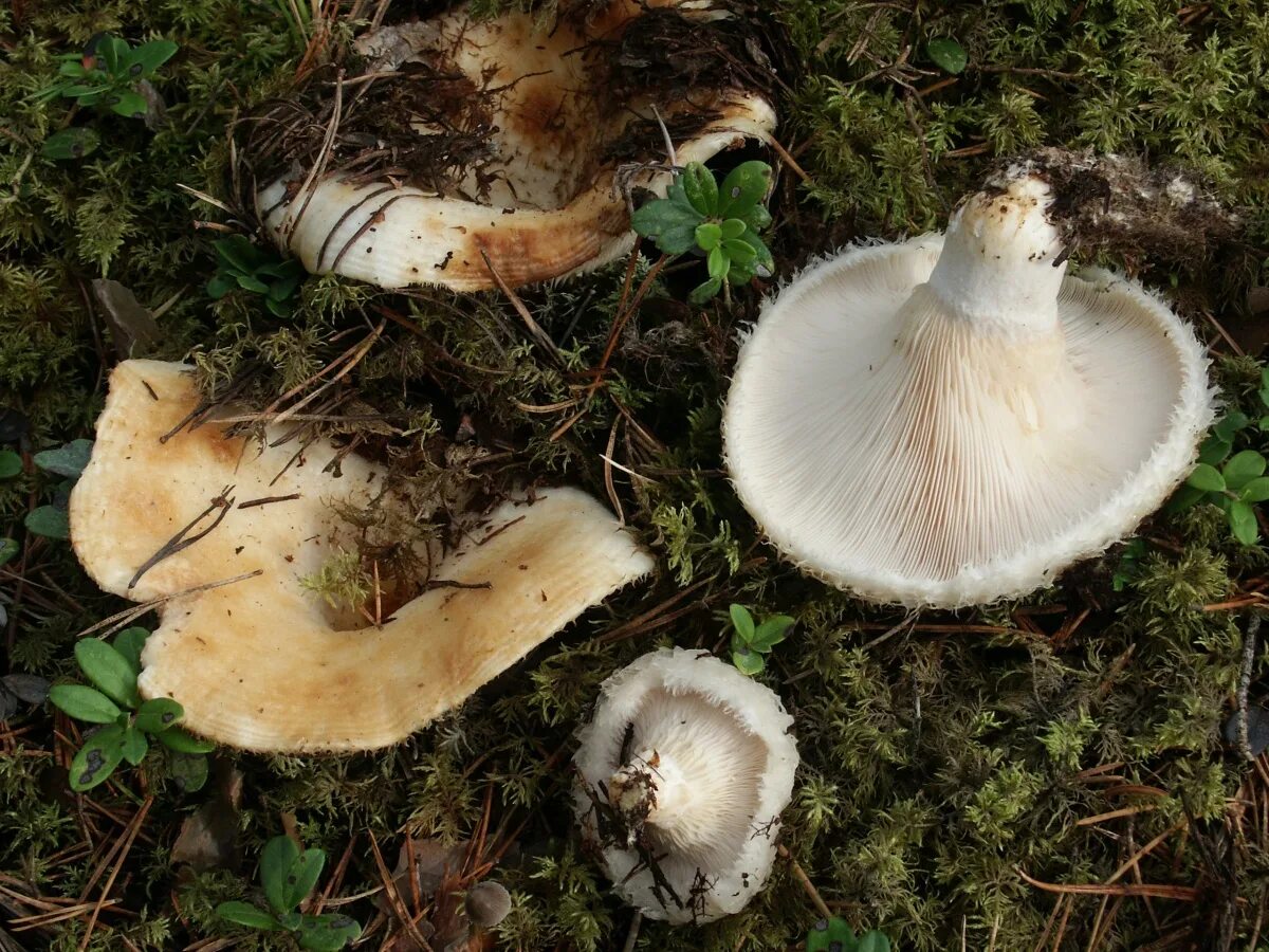 Есть гриб груздь. Груздь водянистозоновый (Lactarius aquizonatus). Белый груздь. Гриб белый груздь. Млечный груздь.