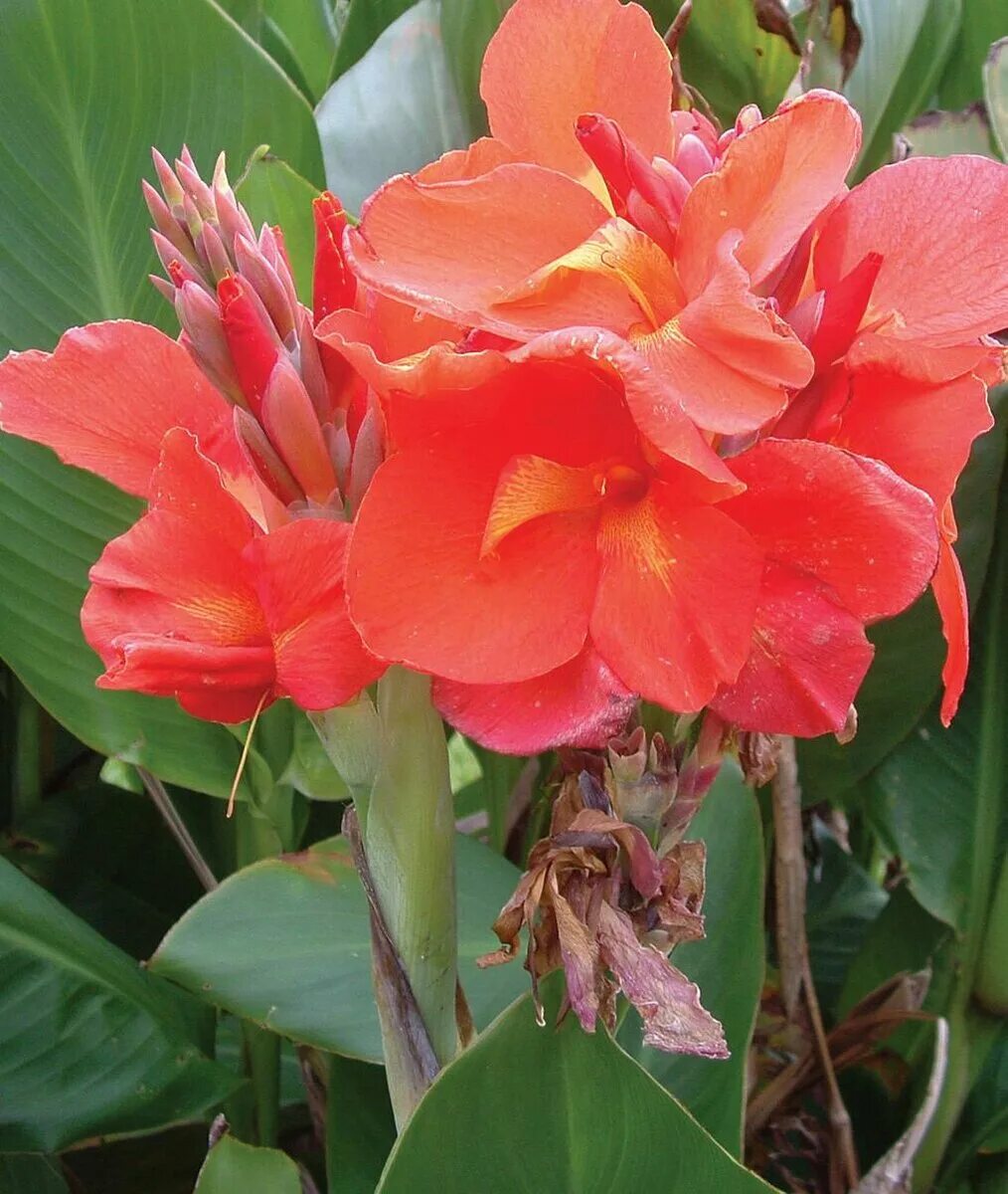 Цветок канны фото описание. Канна высокорослая. Канна индийская (canna Indica). Канна Розмунд Коул. Канна индийская 'Тропикал ред'.